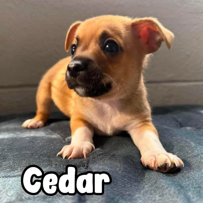 Cedar