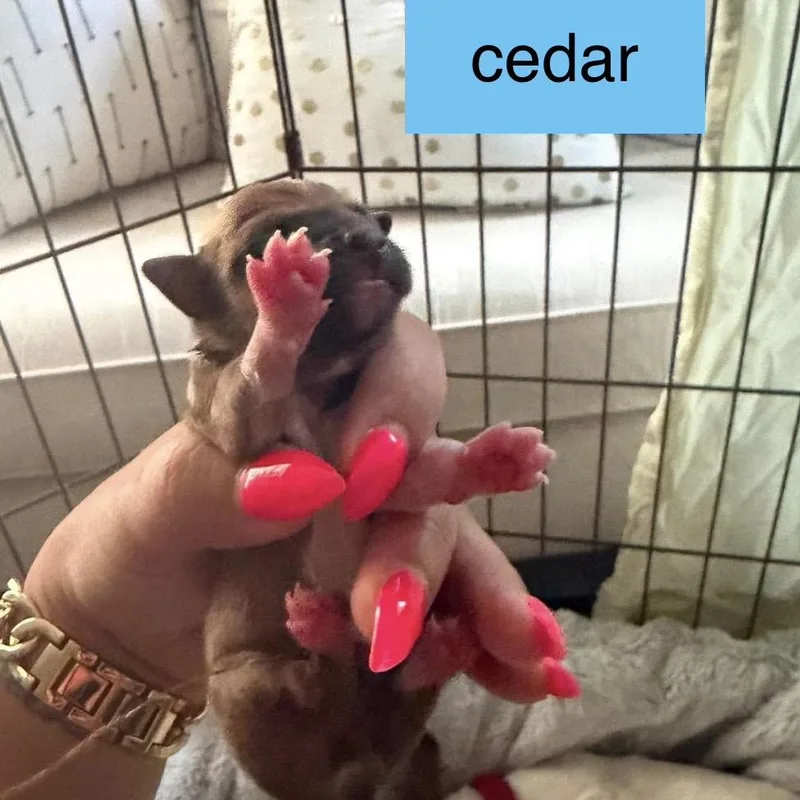 Cedar thumbnail 2