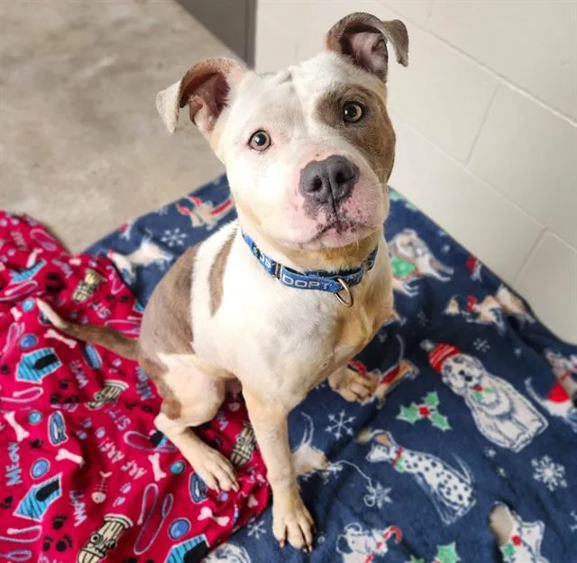 An adult large-sized female Pit Bull Terrier dog named Matilda for adoption in Minneapolis, MN