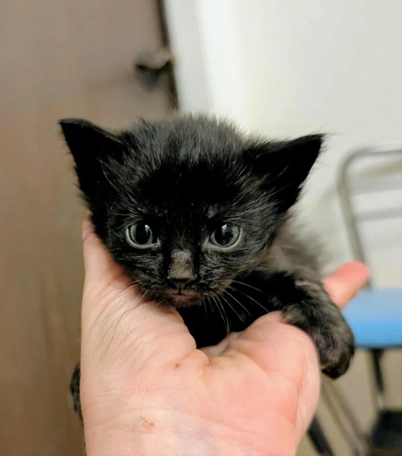 A baby small-sized male Domestic Short Hair cat named Cujo for adoption in Grand Junction, CO