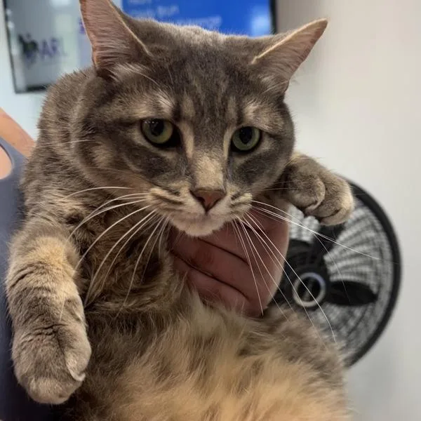 An adult medium-sized male Domestic Short Hair cat named Morpheus  Bonded Buddy for adoption in Des Moines, IA