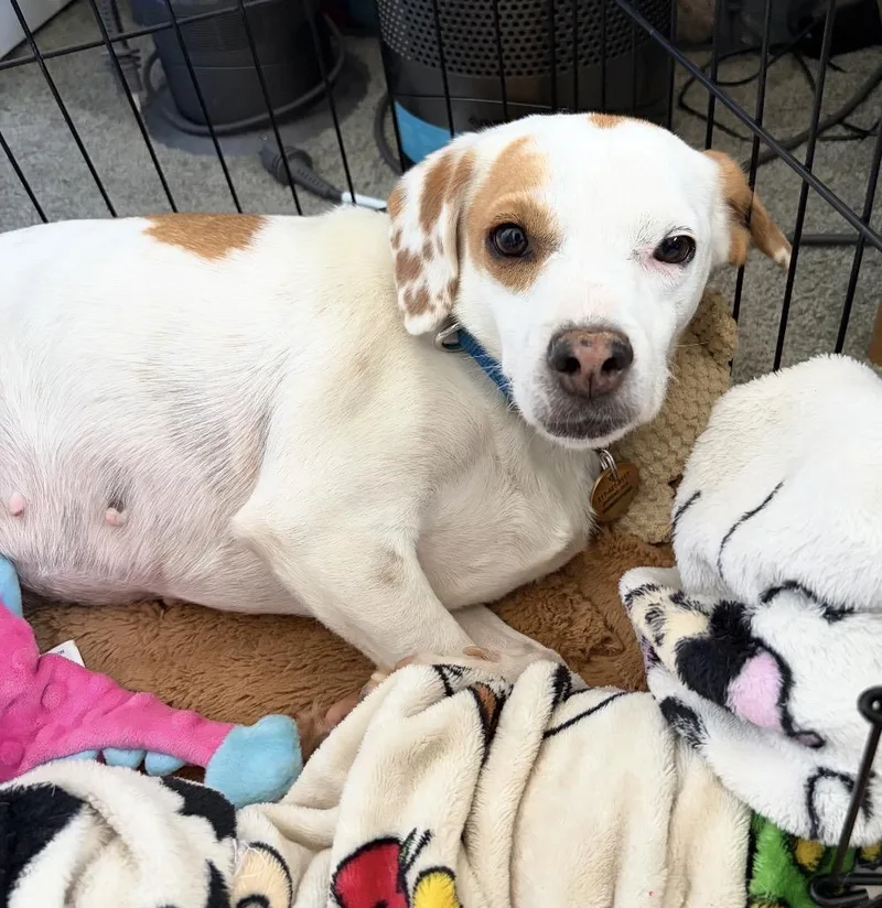 An adult small-sized female Beagle dog named Latte Calling all kind for adoption in Conway, SC