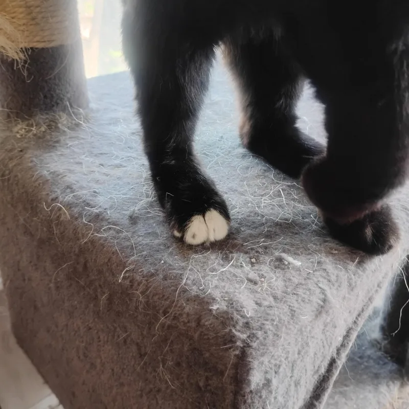 A young medium-sized male Black Domestic Short Hair cat named Smokey for adoption in Springfield, MA