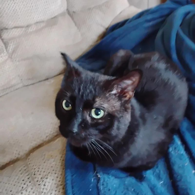 Smokey thumbnail 2