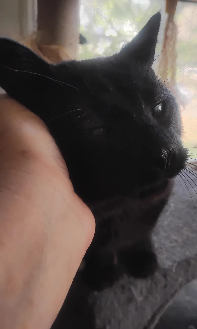 Smokey thumbnail 3