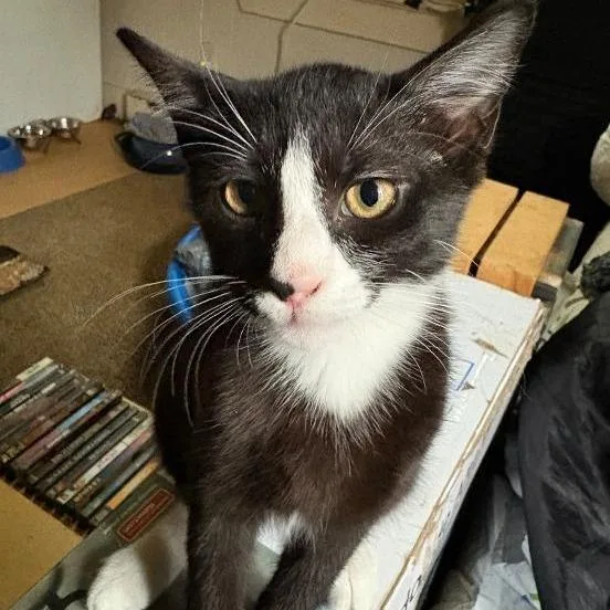 A baby small-sized male Black Domestic Short Hair cat named Little Midnight for adoption in Lynchburg, VA