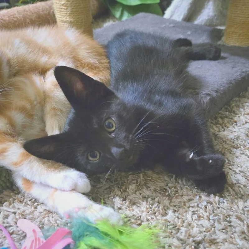 A baby small-sized male Black Domestic Short Hair cat named Buckwheat for adoption in Chino Hills, CA