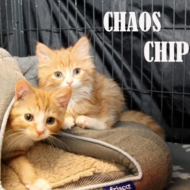 Chaos thumbnail 2