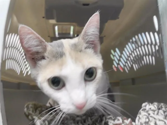 An adult medium-sized female Domestic Short Hair cat named Tomato for adoption in Omaha, NE