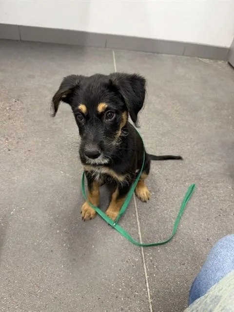 A baby large-sized male German Shepherd Dog dog named Percy for adoption in Mesa, AZ