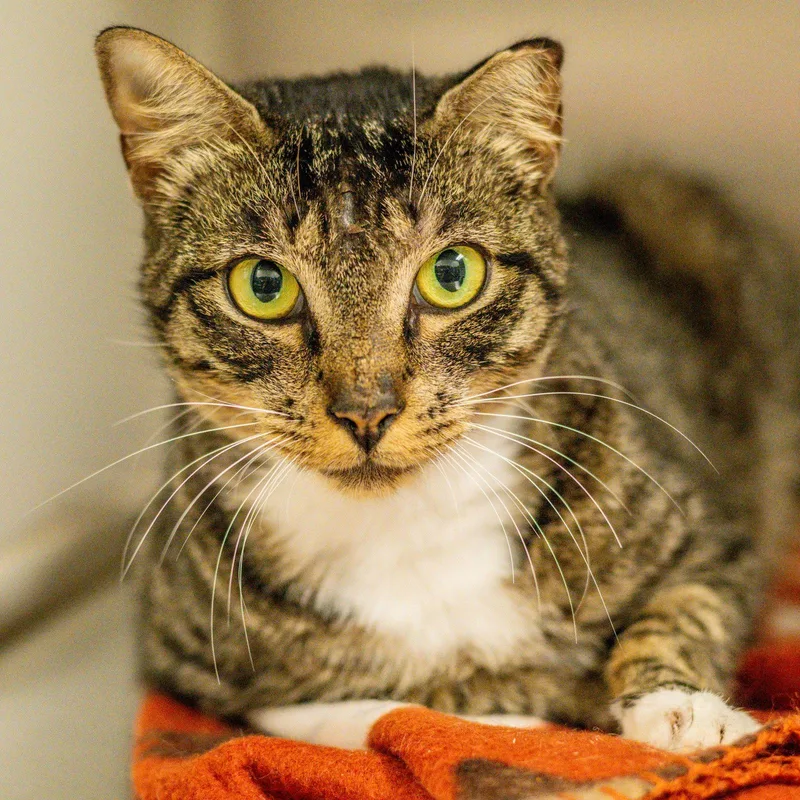 An adult small-sized female Brown / Chocolate Domestic Short Hair cat named Rebecca for adoption in Hilton Head Island, SC