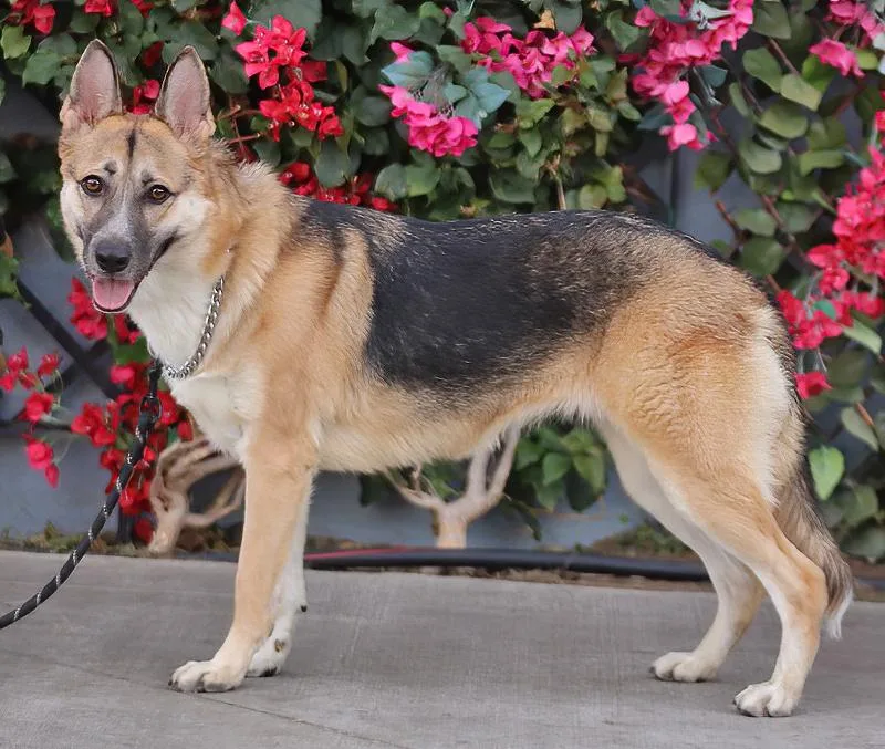 Shyla Von Sulza" thumbnail 2