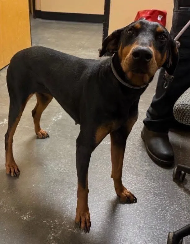 An adult large-sized female Tricolor (Brown, Black, & White) Doberman Pinscher dog named Luna for adoption in Dacula, GA