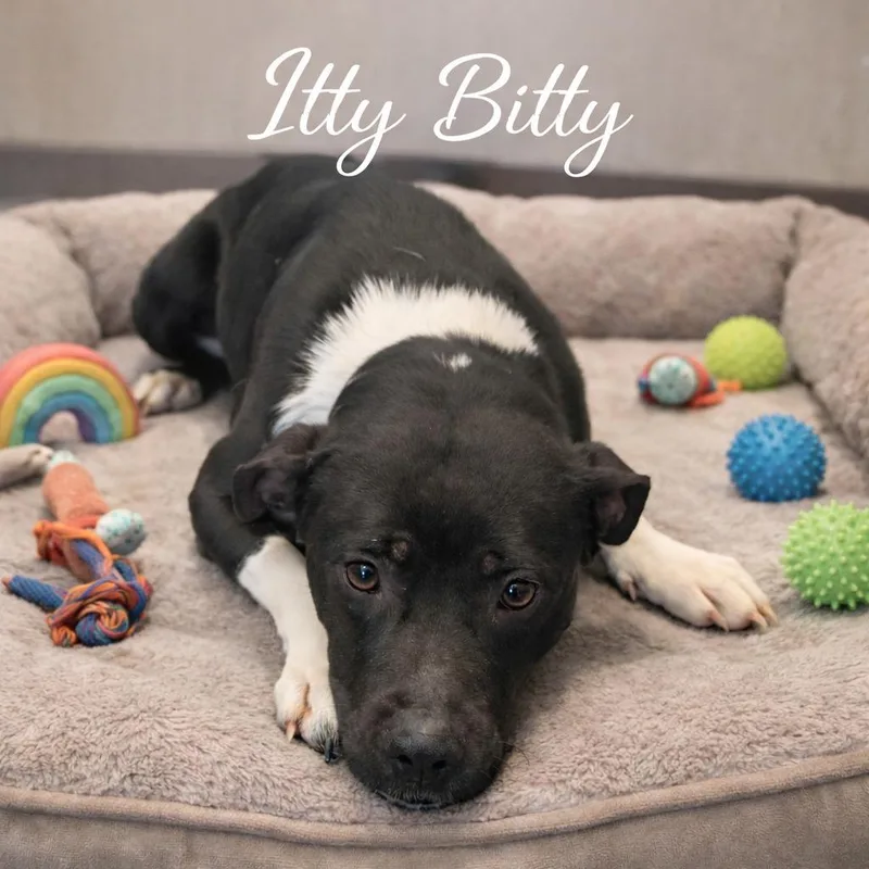 Itty Bitty