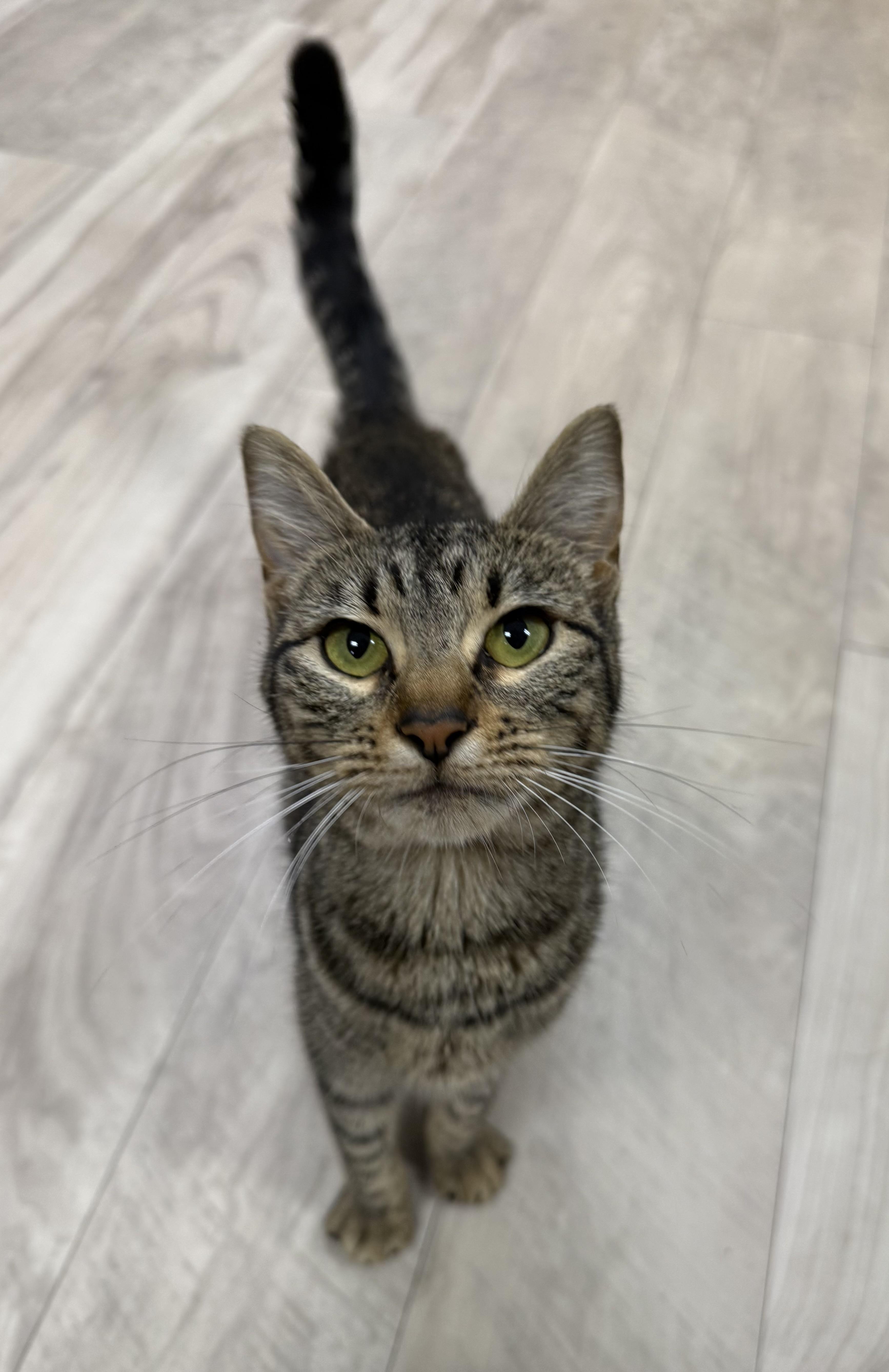 A young medium-sized female Tabby (Brown / Chocolate) Domestic Short Hair cat named Wemby for adoption in College Station, TX