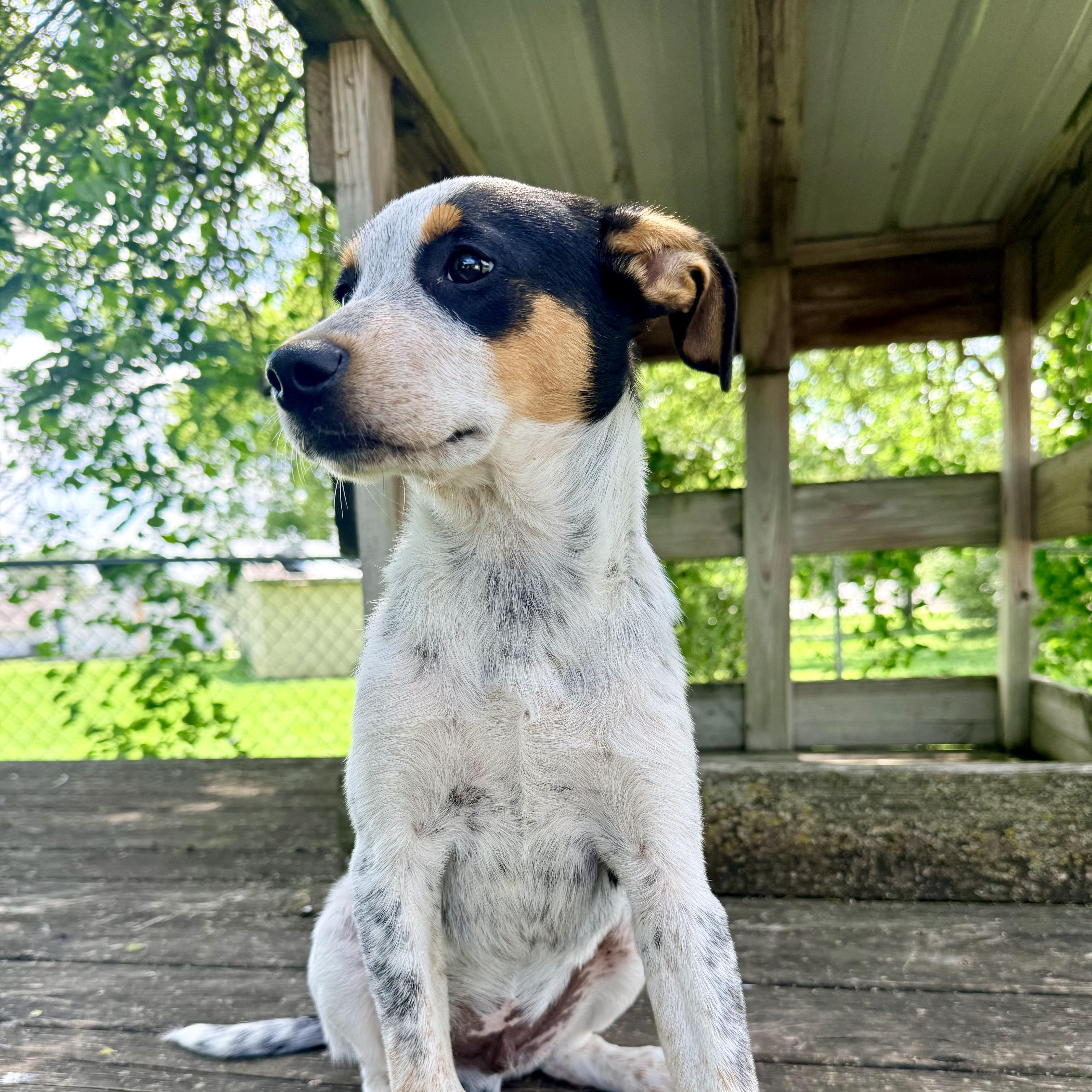 A baby medium-sized male Tricolor (Brown, Black, & White) Australian Cattle Dog / Blue Heeler dog named Scrappy for adoption in Albany, MO