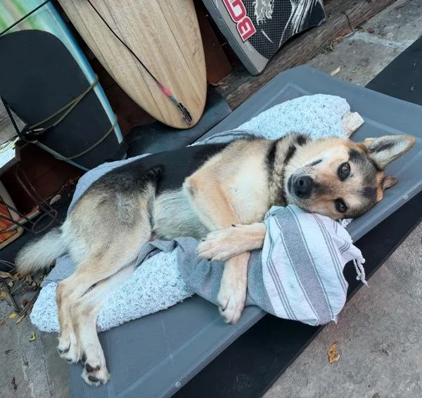 An adult large-sized male Shepherd dog named Rico Pleasant for adoption in San Diego, CA