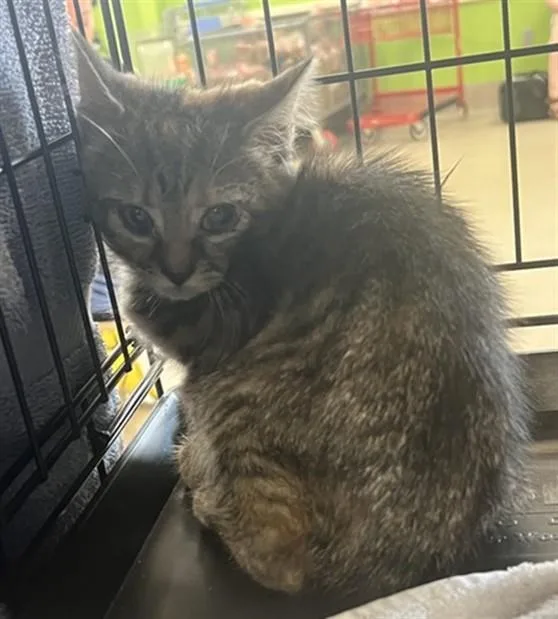 A baby small-sized female Domestic Short Hair cat named Pink Drink for adoption in Louisville, KY