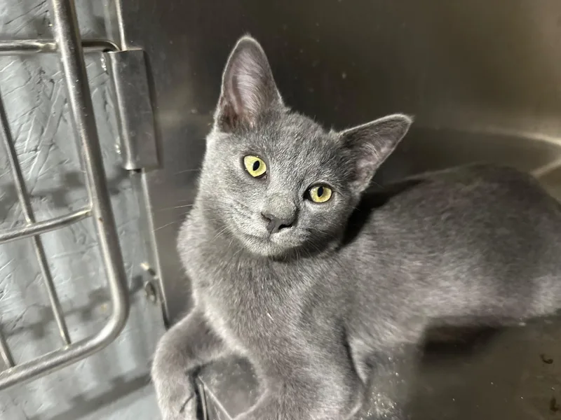 Adam Cat