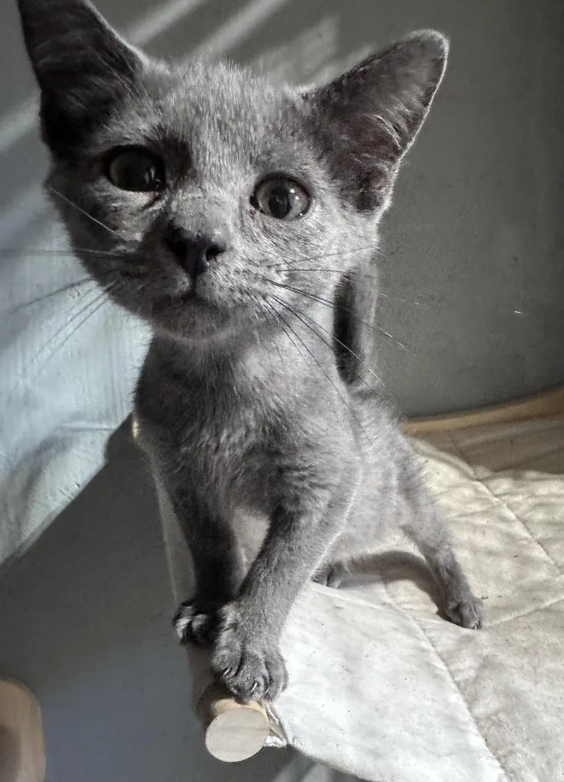Adam Cat thumbnail 2