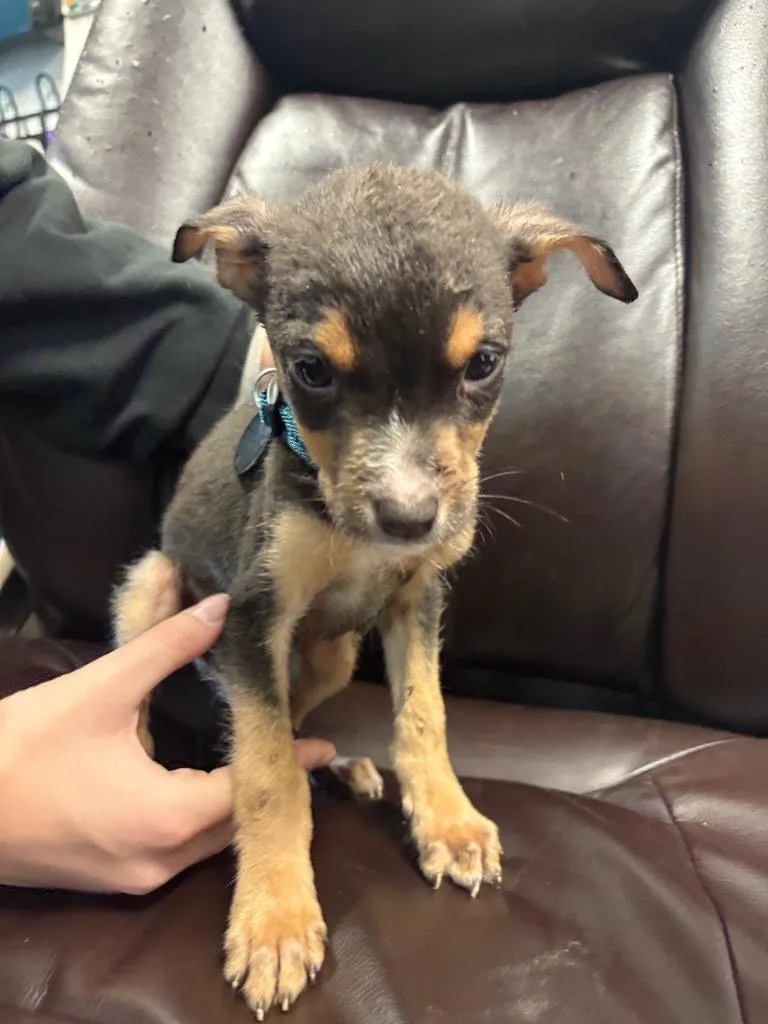 A baby medium-sized male Australian Cattle Dog / Blue Heeler named Pioppino for adoption in Reno, NV