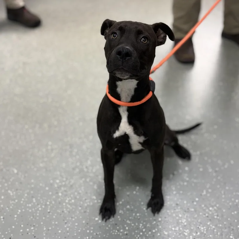 A baby medium-sized female Brown / Chocolate American Staffordshire Terrier dog named Dove for adoption in Bardstown, KY