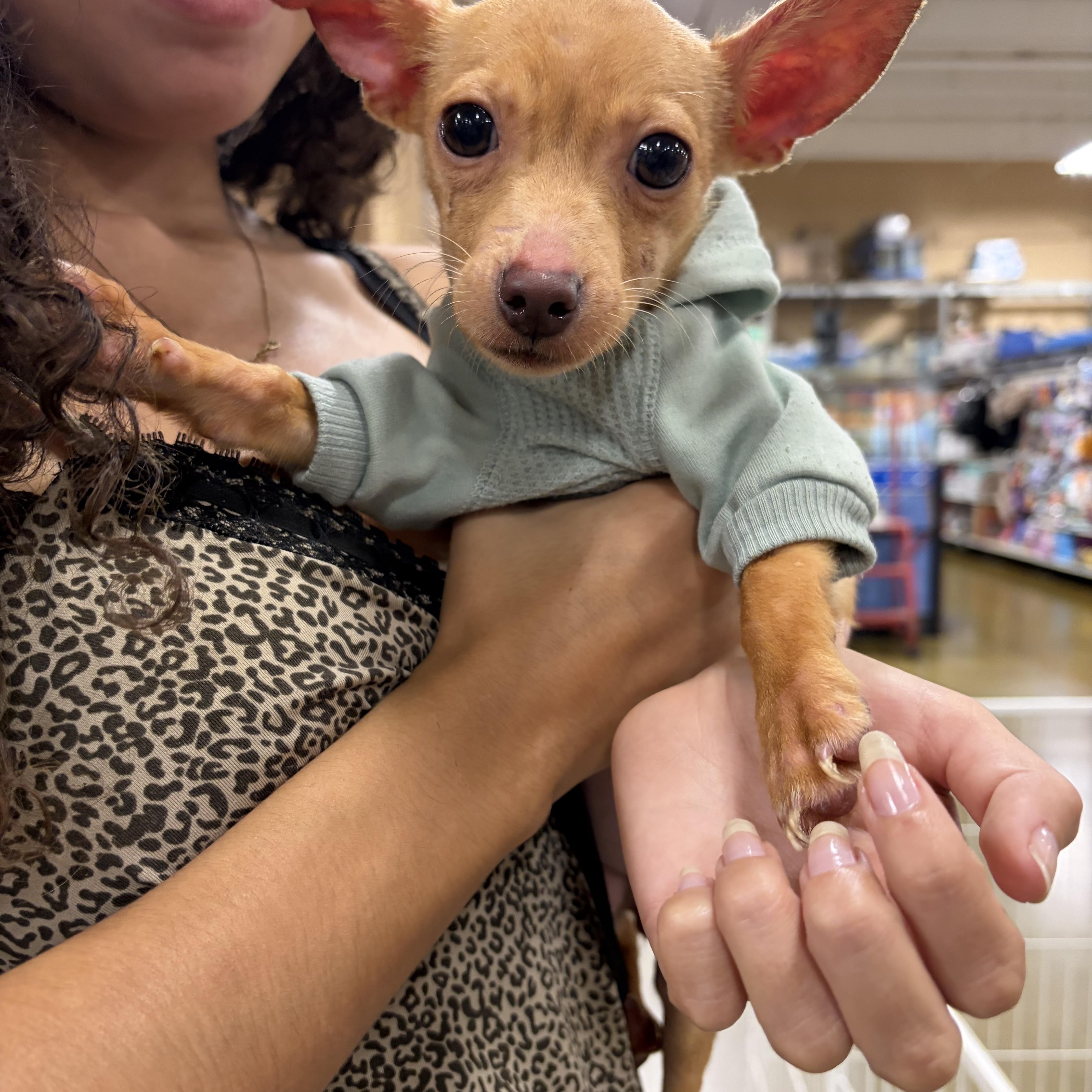 A baby small-sized female Chihuahua dog named Bessie for adoption in Corona, CA