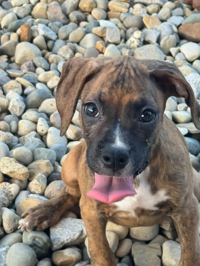 A young medium-sized female Boxer dog named Boxer puppies for adoption in Brazil, IN