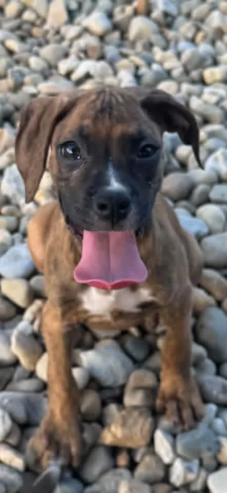 Boxer puppies thumbnail 2