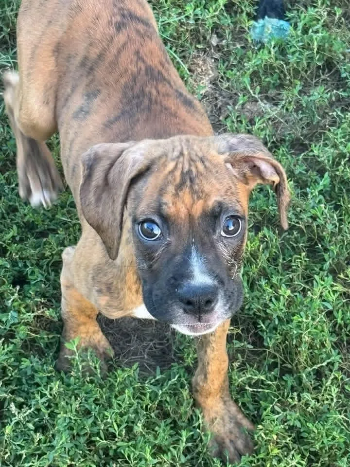 Boxer puppies thumbnail 3