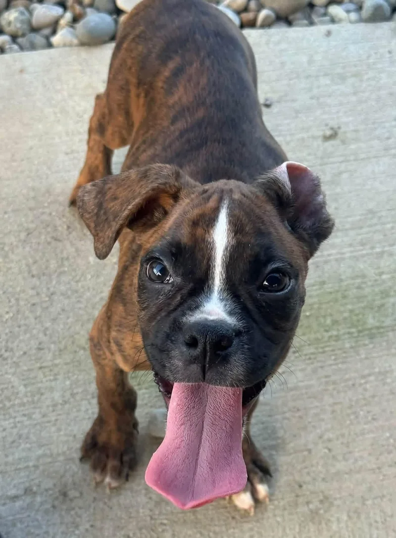 Boxer puppies thumbnail 4