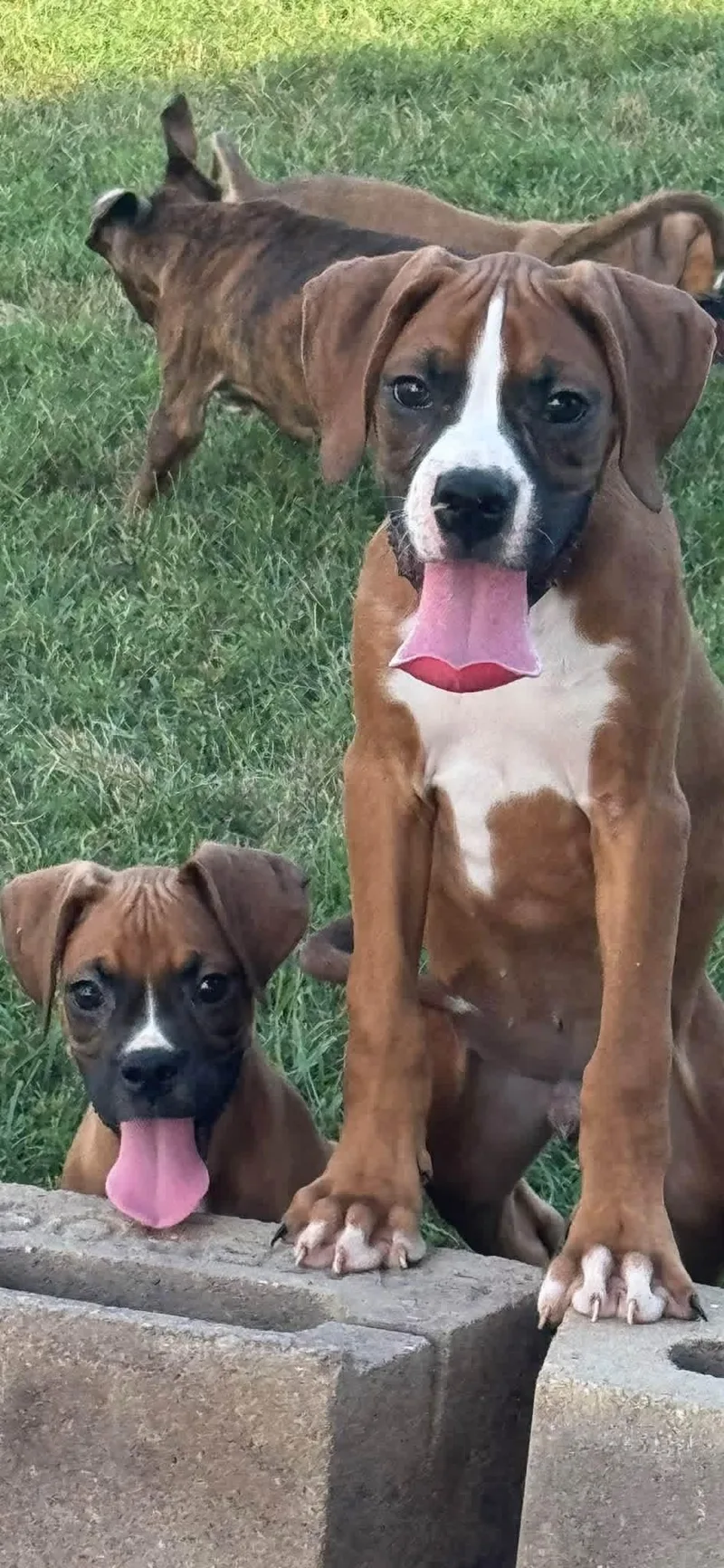 Boxer puppies thumbnail 5