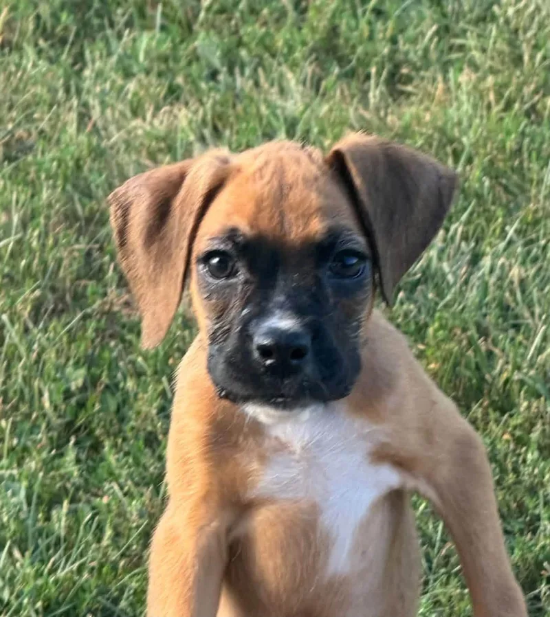 Boxer puppies thumbnail 6