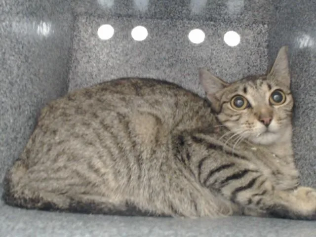 A young small-sized female Domestic Short Hair cat named Betty for adoption in Orlando, FL