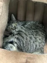 An adult medium-sized female Tabby (Brown / Chocolate) Domestic Short Hair cat named Minerva for adoption in Manitowoc, WI