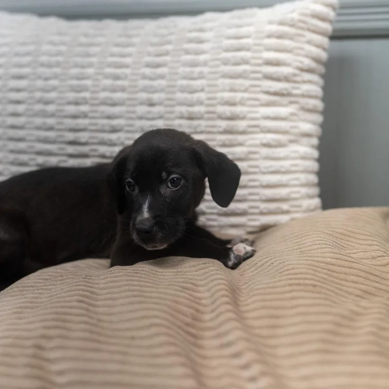 Finn thumbnail 4