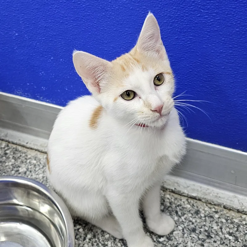 A baby medium-sized female Tabby (Orange / Red) American Shorthair cat named Juice Box for adoption in Dunkirk, NY