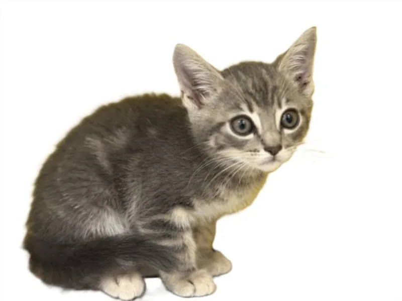 A baby small-sized male Domestic Short Hair cat named Jam for adoption in Los Angeles, CA