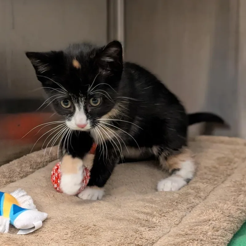 A baby small-sized female Domestic Short Hair cat named Little Dora for adoption in Pittsburgh, PA