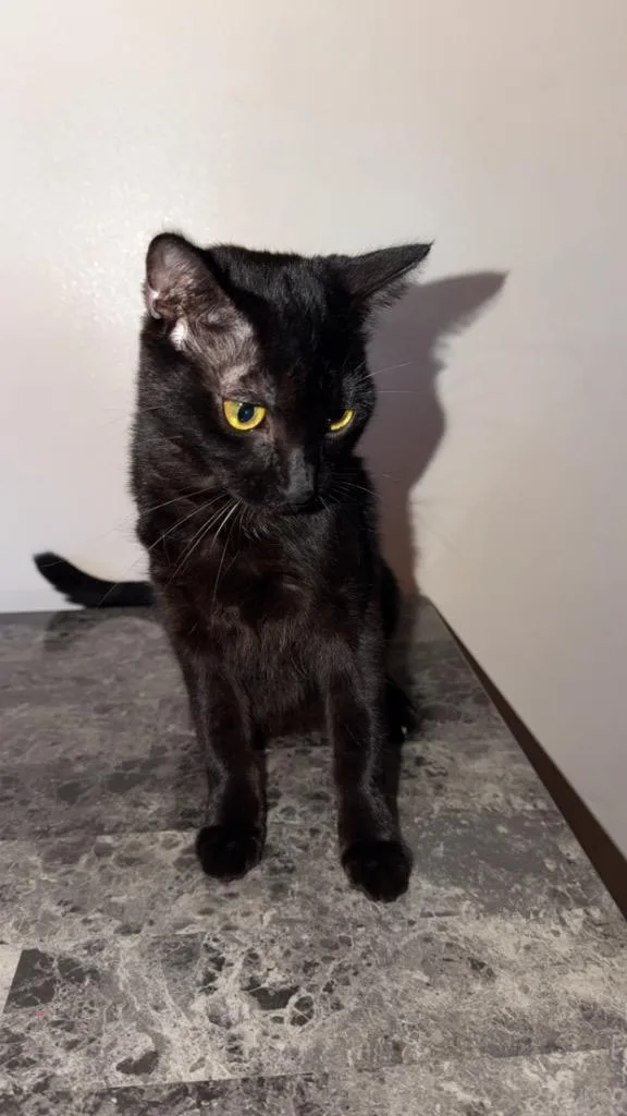 A baby small-sized male Domestic Short Hair cat named Batman for adoption in Ogden, UT