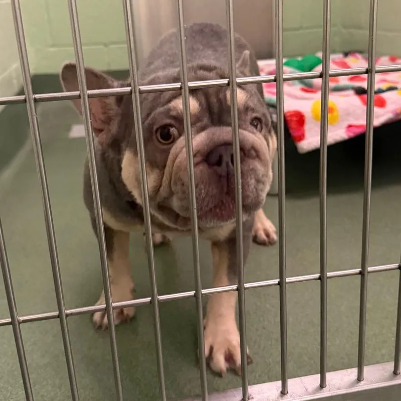 An adult small-sized female Brown / Chocolate French Bulldog dog named Candy for adoption in West Palm Beach, FL