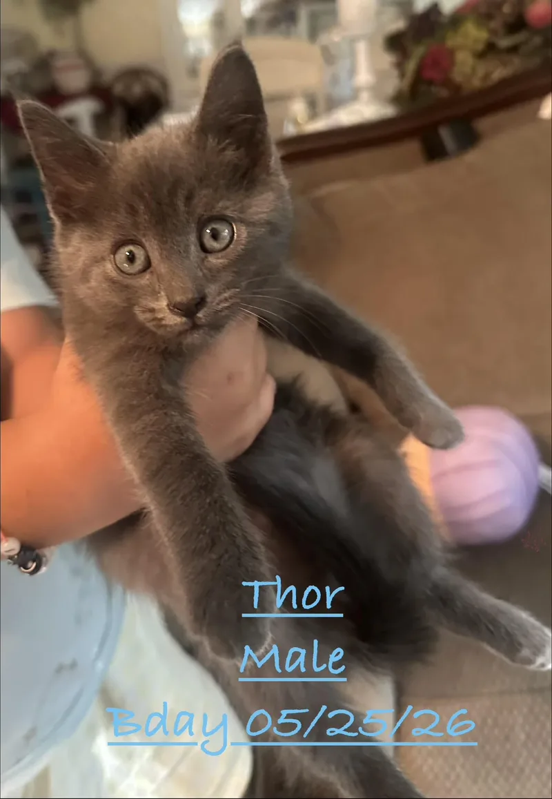 A baby small-sized male Gray / Blue / Silver Domestic Short Hair cat named Thor for adoption in Johnson City, TN