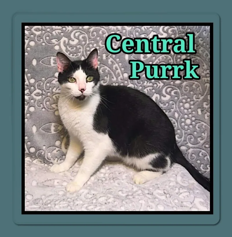 An adult small-sized male Domestic Short Hair cat named Central Purrk for adoption in Jacksonville, IL