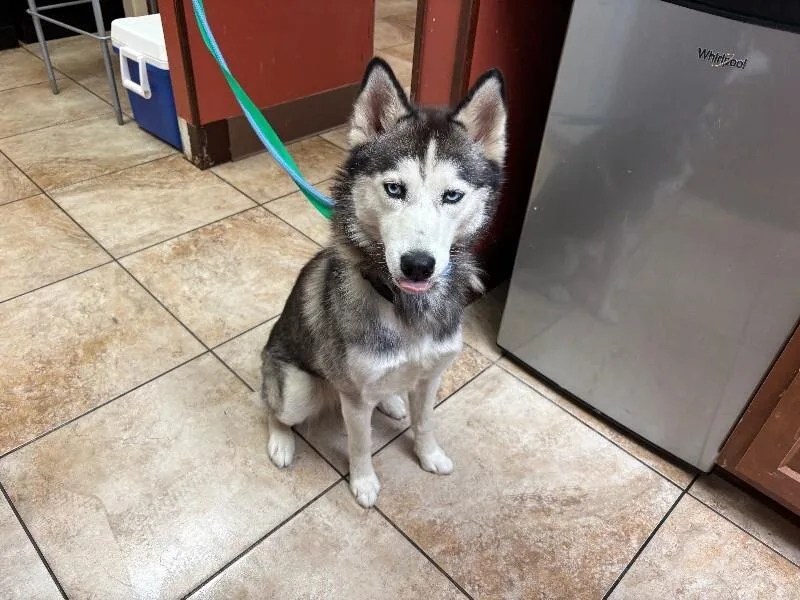 An adult large-sized female Gray / Blue / Silver Mixed Breed dog named Honda for adoption in Cincinnati, OH
