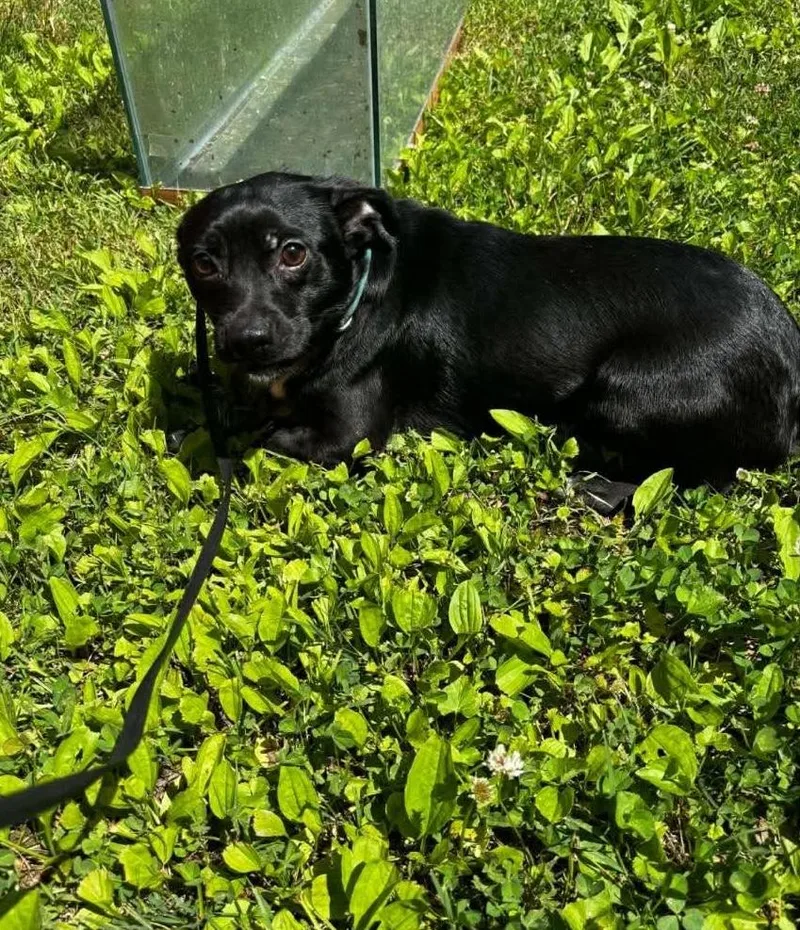 Shadow