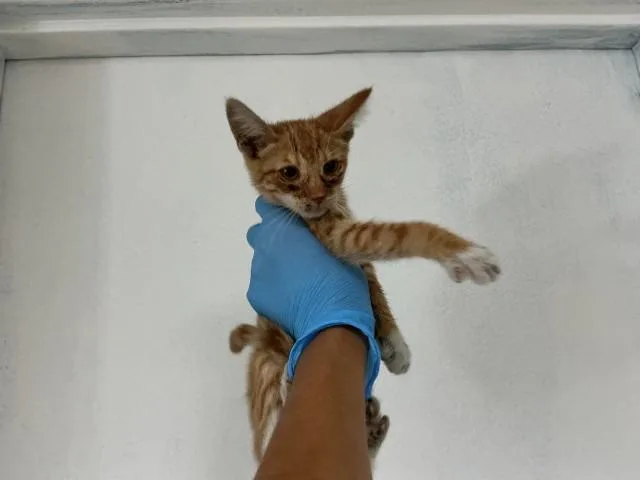 A baby small-sized female Domestic Short Hair cat named Fiona for adoption in San Bernardino, CA