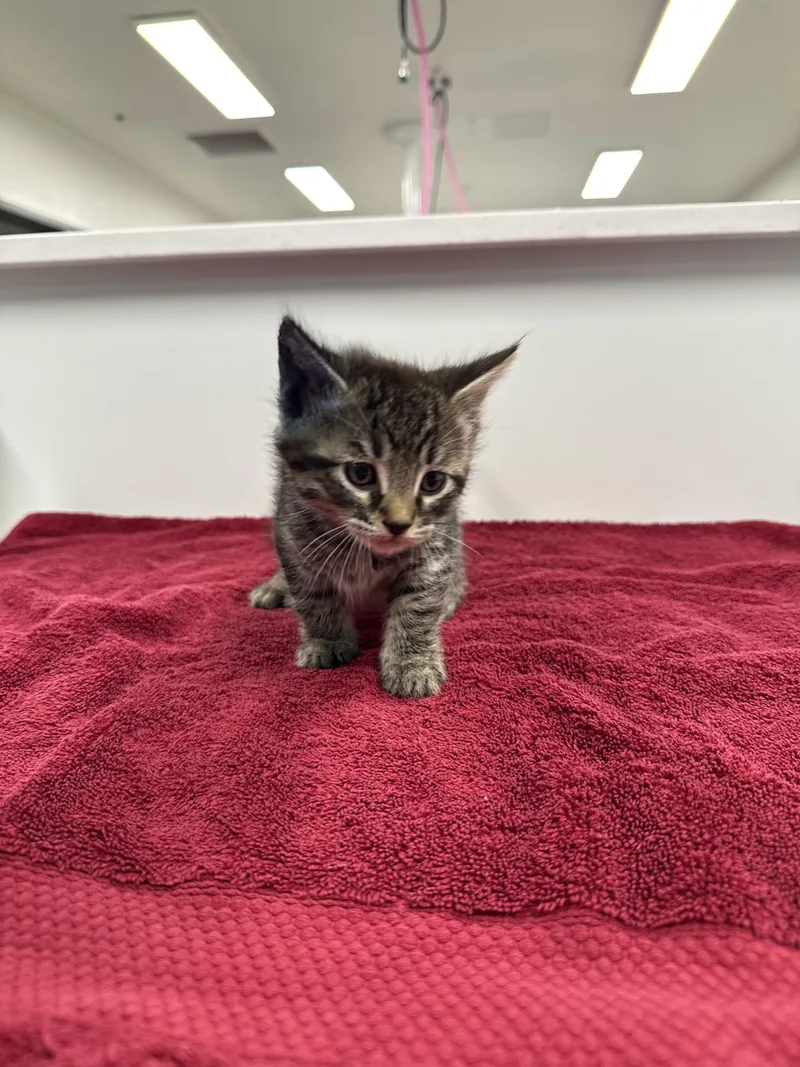 A baby small-sized male Domestic Short Hair cat named Bedtime Bear for adoption in Chico, CA