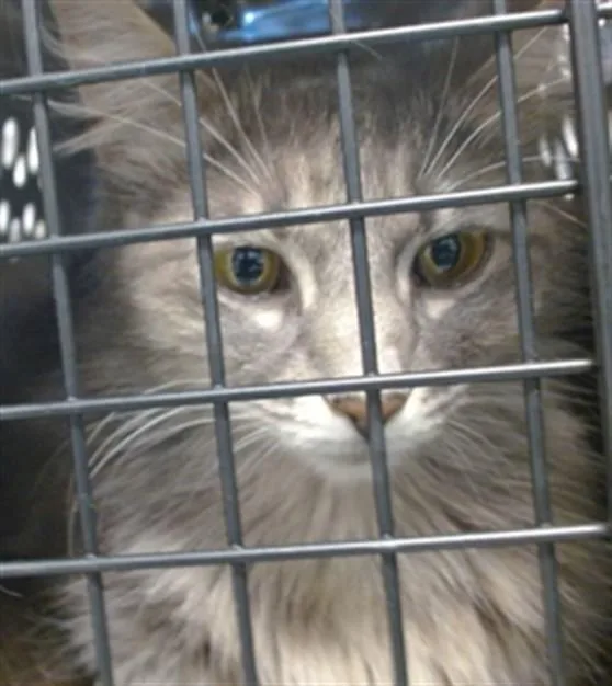 An adult small-sized female Domestic Medium Hair cat named A for adoption in Oklahoma City, OK