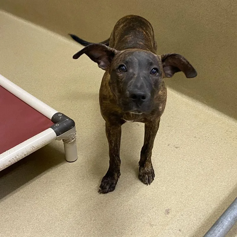 A young medium-sized female Brindle Pit Bull Terrier dog named Prada for adoption in Monroe, GA