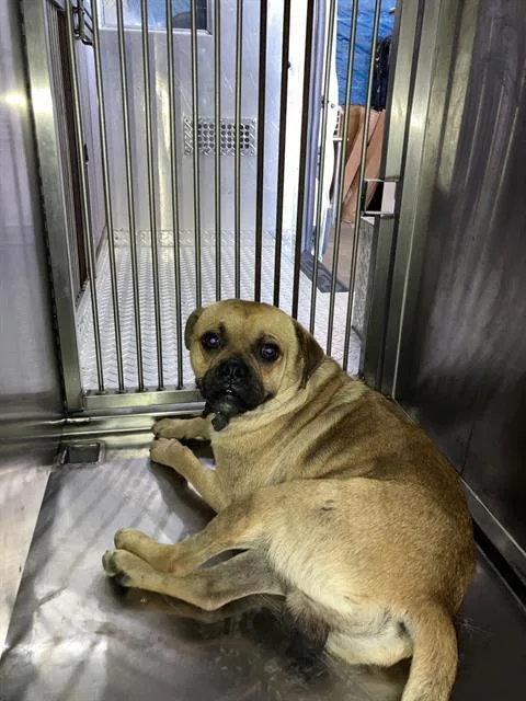 A young medium-sized male Mixed Breed dog named Pete for adoption in Dallas, TX